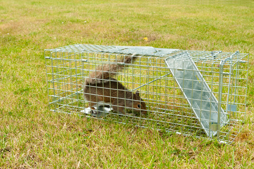 Grey Squirrel rodent in a wire trap