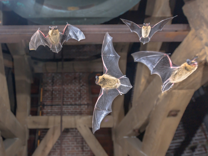 Four Flying pipistrelle bats in church tower