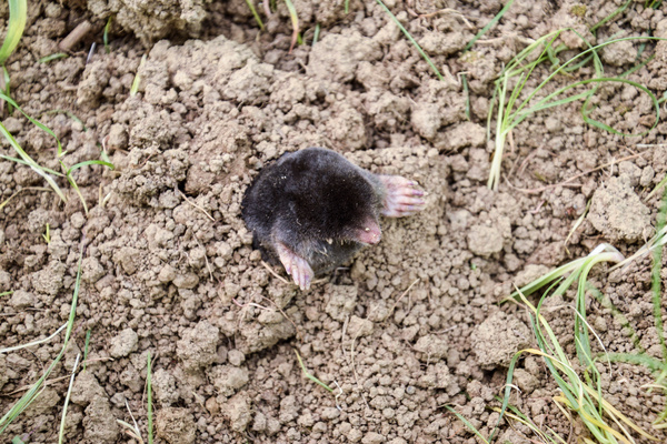mole climbs out of the hole. Black mole. A mound of earth from a mole. An underground animal is a mole.