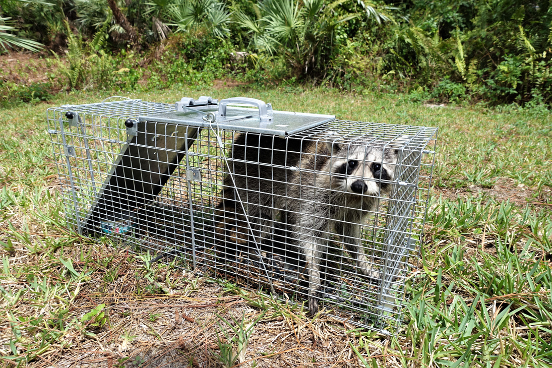 Caged raccoon