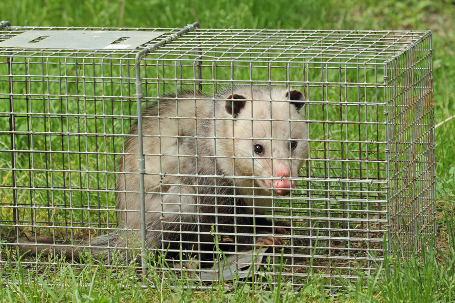 Opossum in a Trap