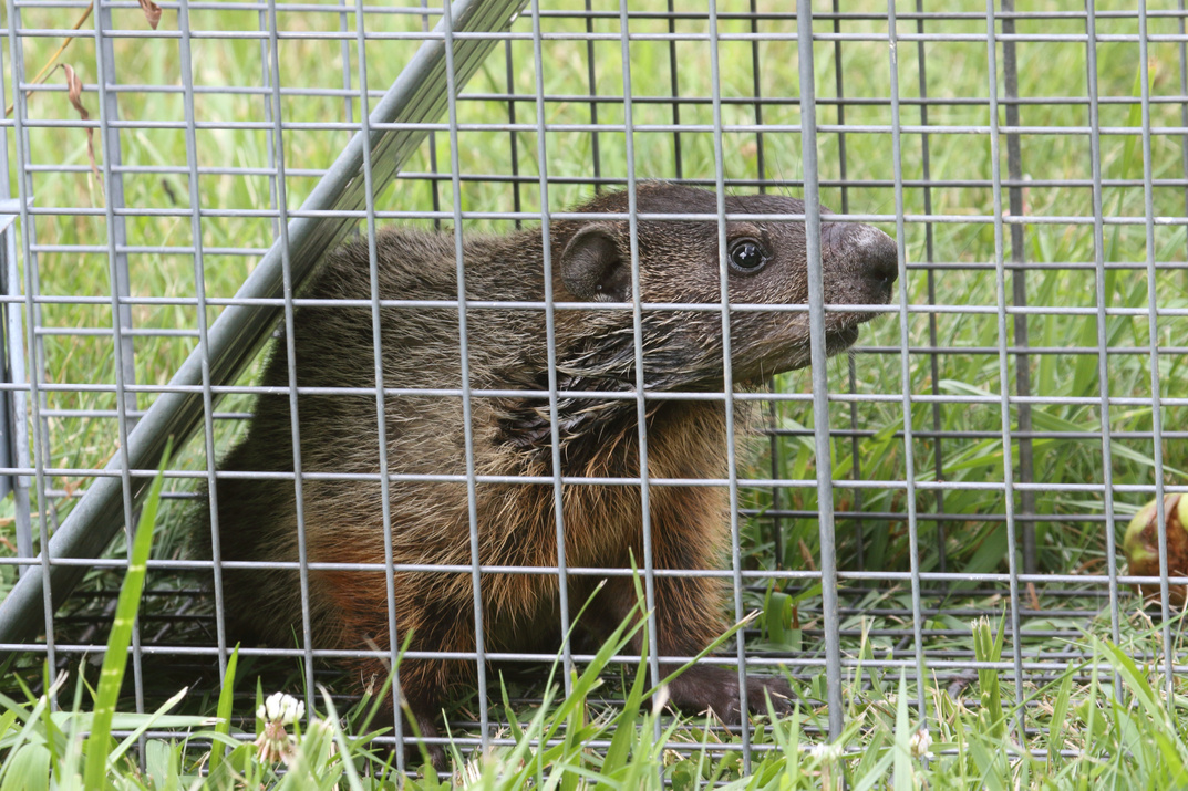 Groundhog (Marmota monax) in a trap